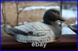 (3) General Fibre Ariduk Bluebill Lifesize Duck Decoys Vintage Hunting RARE! OP