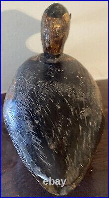 Antique Bufflehead Duck Decoy, 10 Beautiful HandCarved & Painted Real Dec