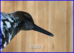 Black-Bellied Plover Decoy Shorebird Signed David Rhodes 2016 Split-Tail withBase
