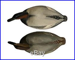 Canvasback Pair Ward Brothers