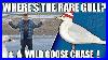 Impossible Rare Gull Quest U0026 A Wild Goose Chase